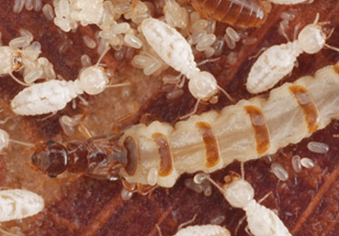 Large termite in a pile
