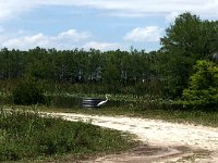 IMG 7981
