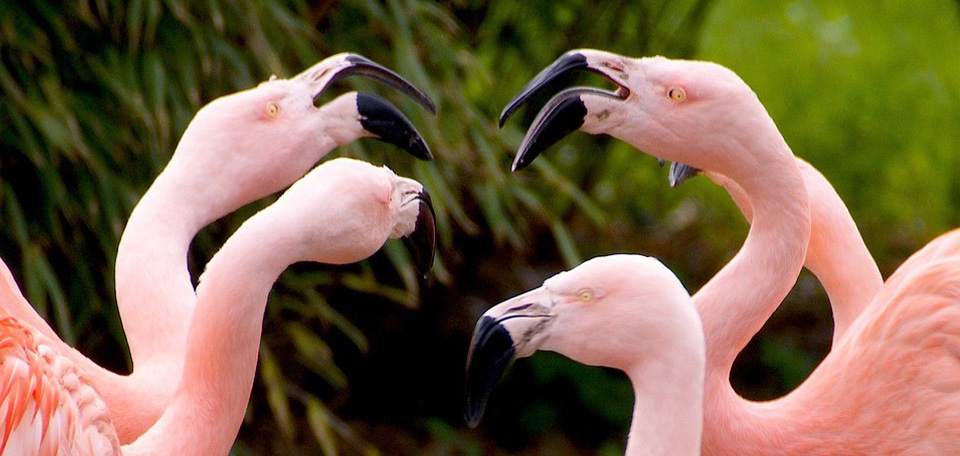 Flamingos open their beaks at each other