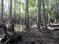 Bull Creek Site Hardwood Swamp