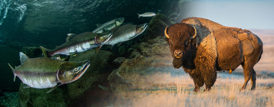 Salmon and Bison