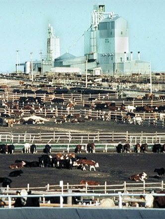 Cows in Agricultural Facility