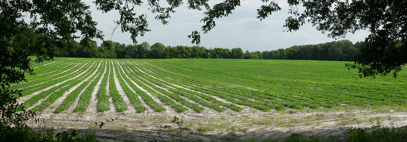 Farm Field of Watermelons