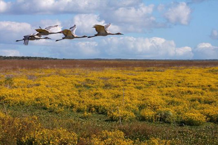 Paynes Prairie Preserve State Park