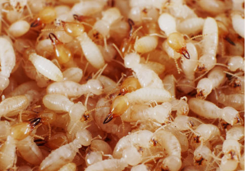 Pile of Termites