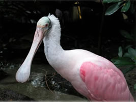 Spoonbill