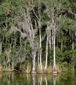 Cypress Trees