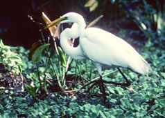 Egret