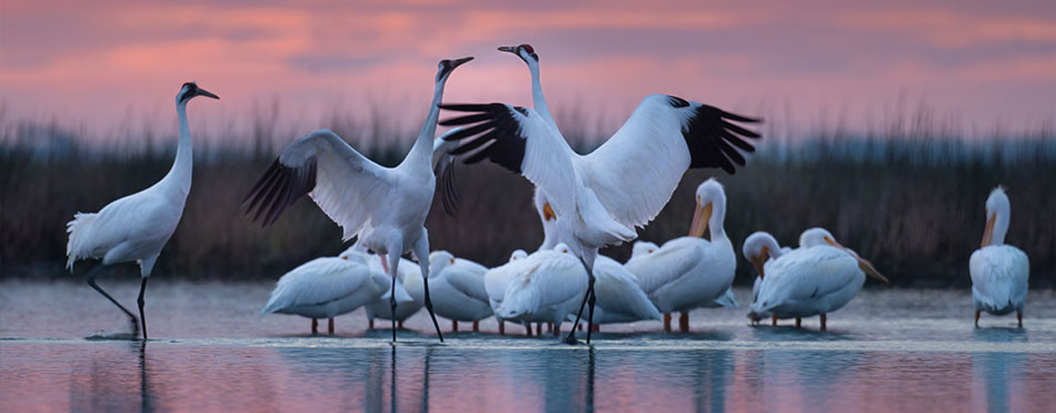 Whooping Cranes