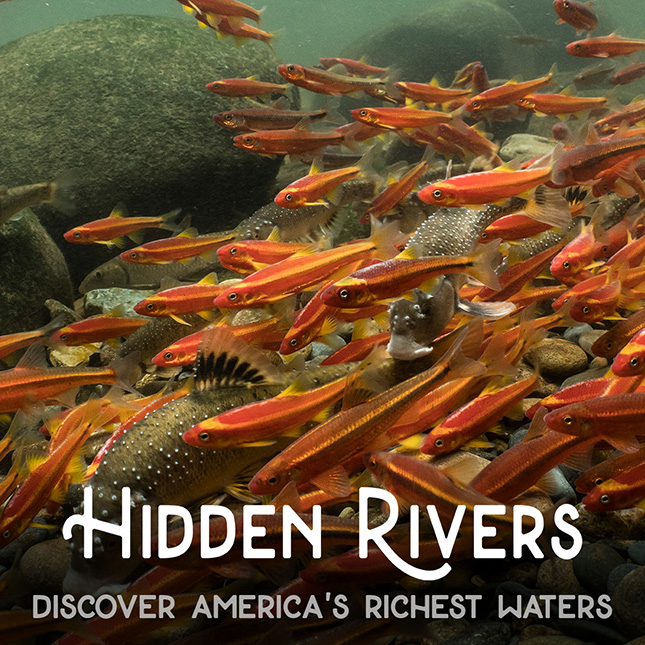 Hidden Rivers