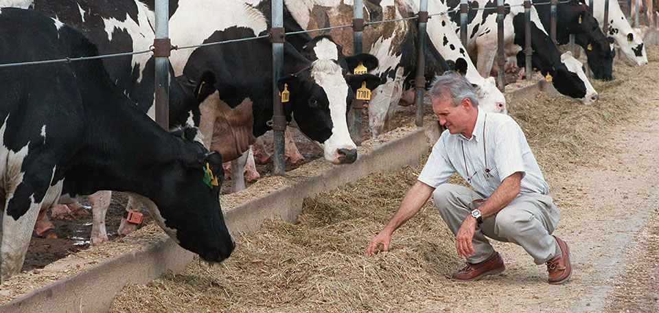 Tito French, agronomy professor with the University of Florida's Institute of Food and Agricultural Sciences, examines silage, or livestock feed, for dairy cows at North Holsteins near Bell in Gilchrist County.