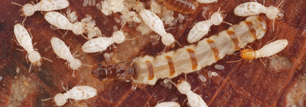 2022 International Termite Course | University of Florida