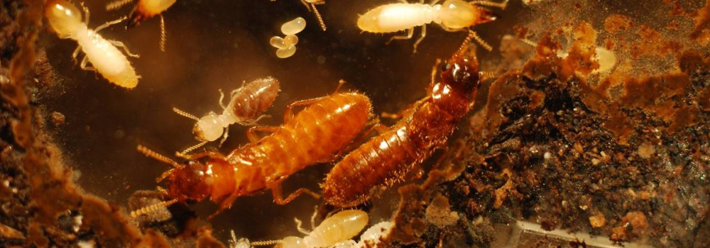 Family of Termites